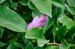 Magnolia 'Susan' — photo 5